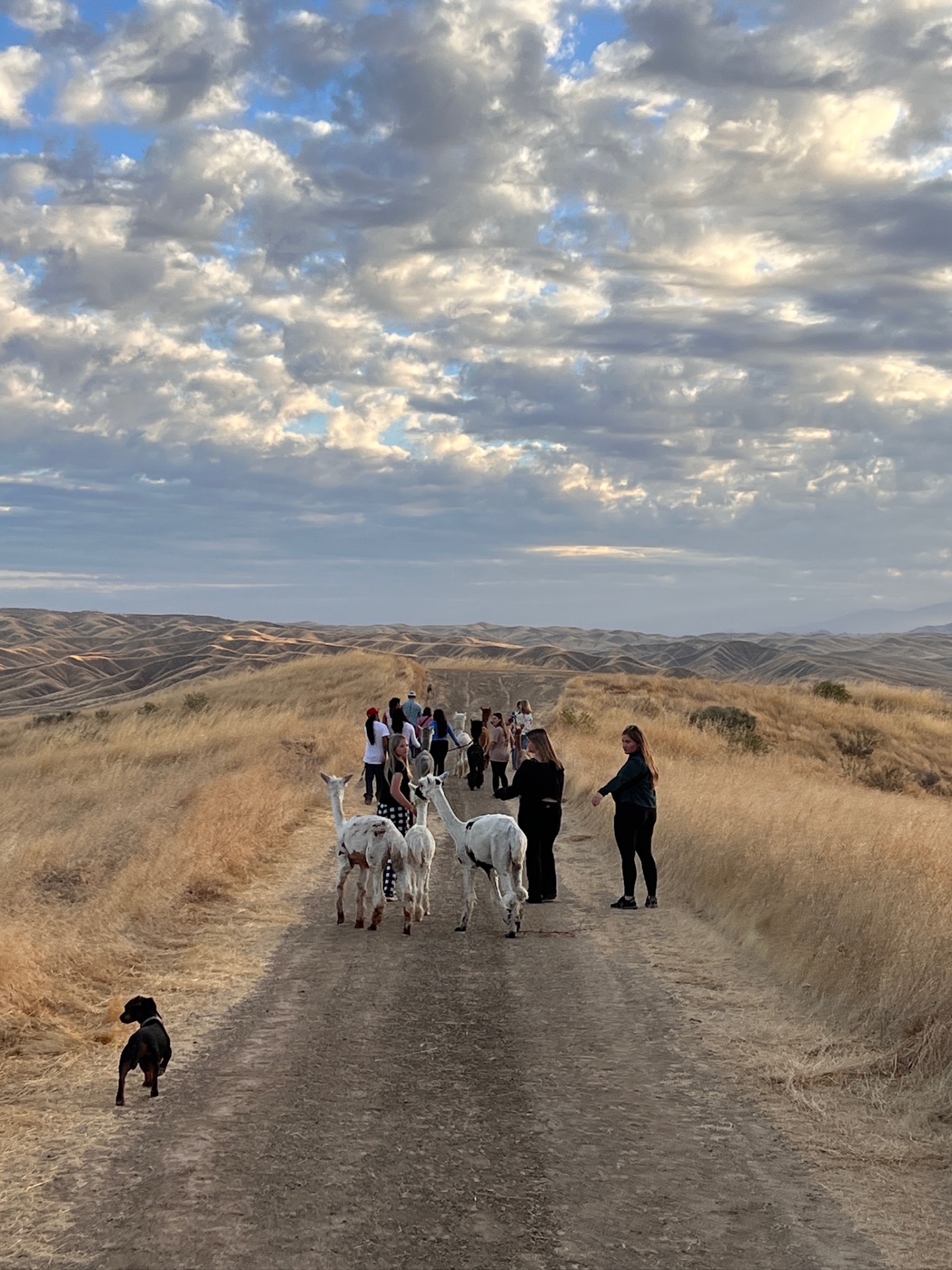 Guests walking with the alpaca herd across the golden hills