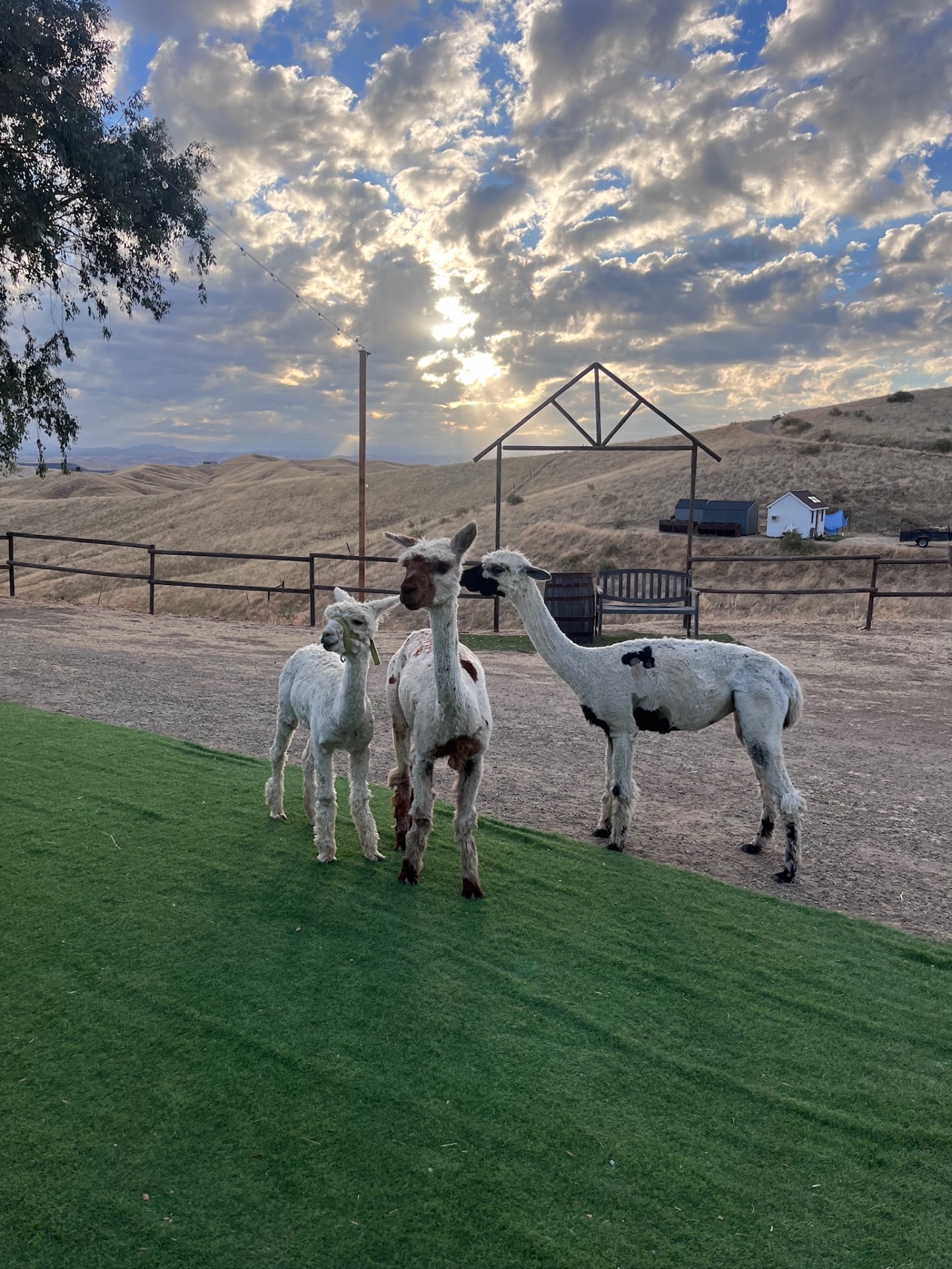 Three alpacas standing on the ranch pasture at sunset
