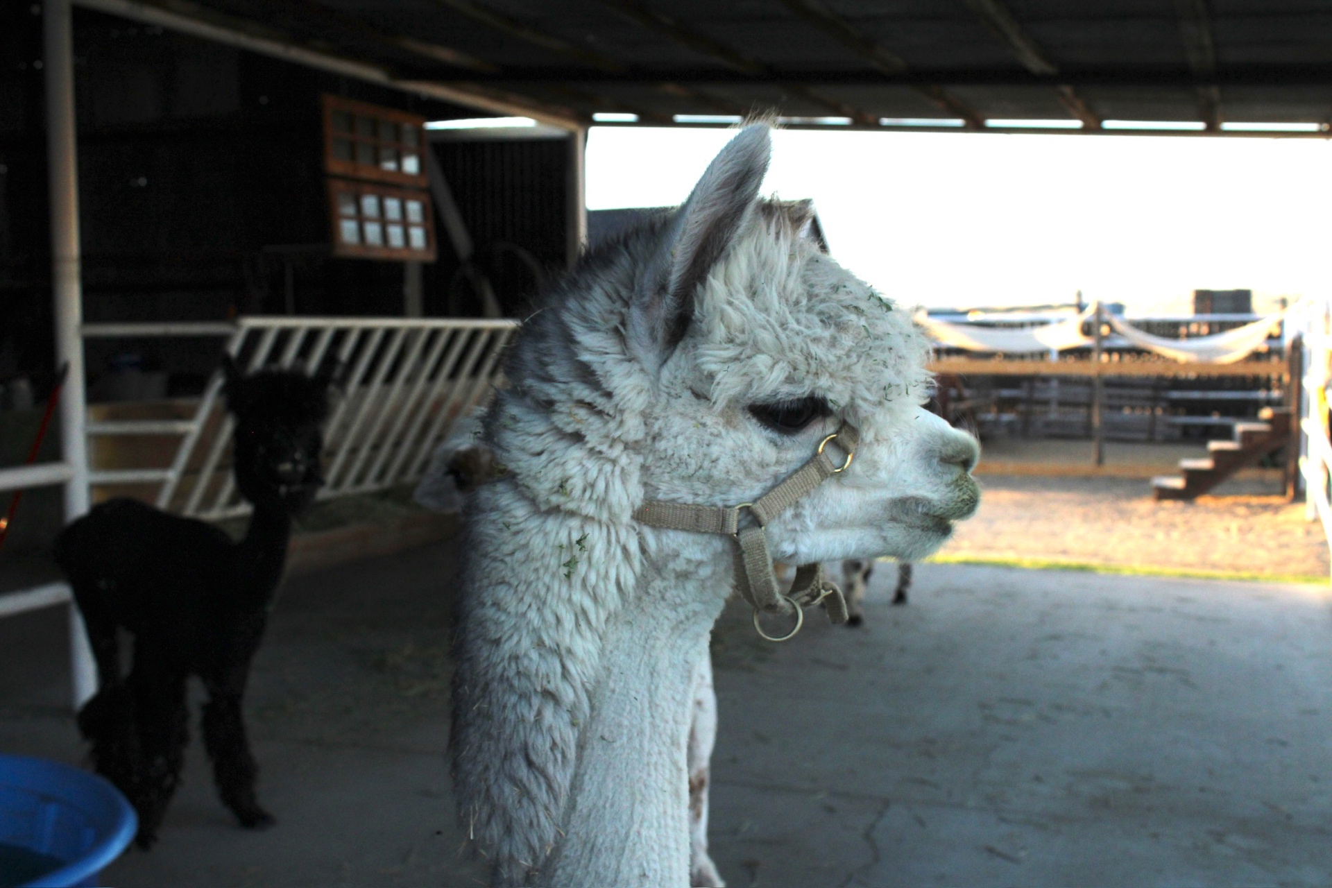 Close-up portrait of a curious white alpaca at Blue Barn
